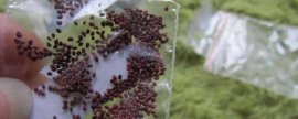 白雏菊的花语是什么意思