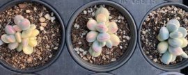 海桐种子种植方法，温水处理条播方法