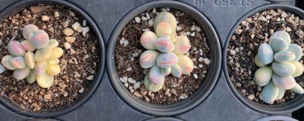 草莓苗断头病是什么样的