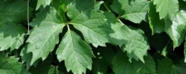 朱蕉和千年木茎干光秃了怎么处理