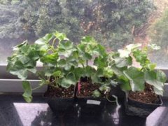 花木海桐籽什么时候播种，春秋两季播种最好