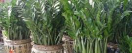 石榴树一到3年修剪视频，定植养型/修剪多余枝条促进生长