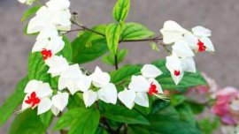 花毛茛什么时候种最好
