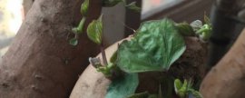 桃花的养护