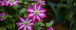荼靡花语