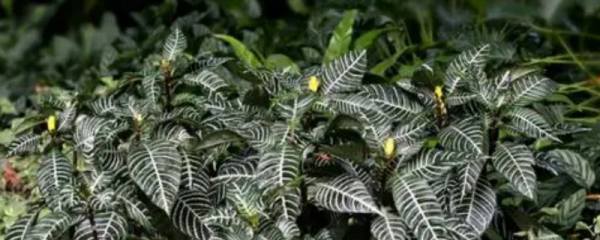 三角梅主干怎样养粗
