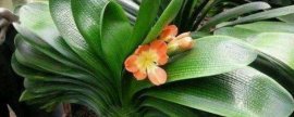 春天茶花的养殖方法和注意事项
