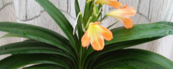 茶花的养殖方法家里如何养好茶花