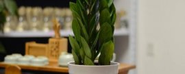 花毛茛种子怎么种植：花毛茛种子发芽最佳温度为10-15℃，一般选择10月份进行