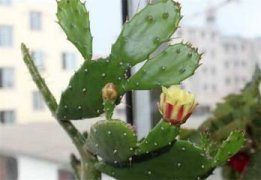 桃花杏花哪个先开