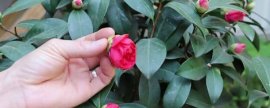 朱砂根的功效与作用：清热解毒，散瘀止痛;消毒抑菌