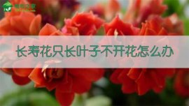 黑玫瑰花语是什么意思