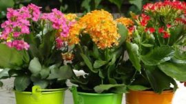 怎样让四季海棠常年有花可赏