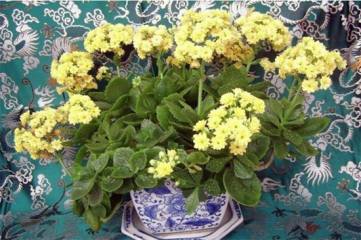长寿花稀有品种，绿巴黎和浪漫十分珍稀