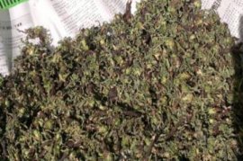 怎样科学盆栽花毛茛
