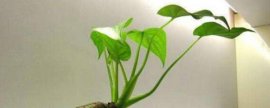 竹子开花了怎么办