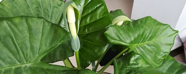 花毛茛怎么种植：花毛茛怎么养：花毛茛栽培