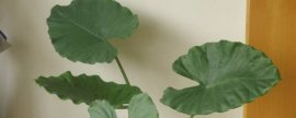 怎样使石榴当年扦插，当年挂果