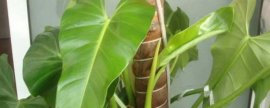 紫薯和红薯有什么区别：紫薯体内花青素比红薯