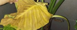 花烟草的常见品种，盘点常见的六大不同品种