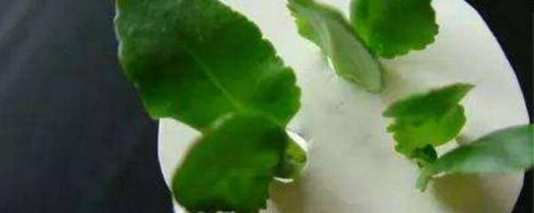 虎皮兰芯烂了怎么办，剪除腐烂部位可解决
