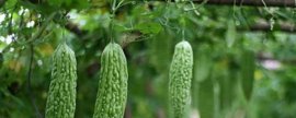 三角梅夏天可以换盆吗，三角梅什么时候换盆好