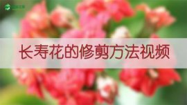 水培观音竹杆子瘪了