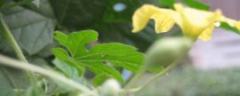 紫薇如何修剪,可花枝短截和密枝疏剪