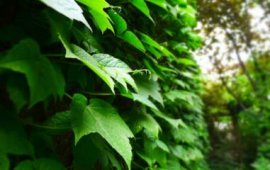 蜘蛛兰一年开几回花