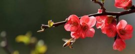 紫薇树藤栽院子里好吗，可增加风水带来好运