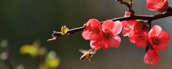 紫薇树藤栽院子里好吗，可增加风水带来好运