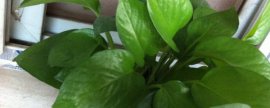 山茶花怎样辨别是单瓣还是重瓣