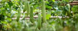 地栽绣球花的养殖方法和注意事项