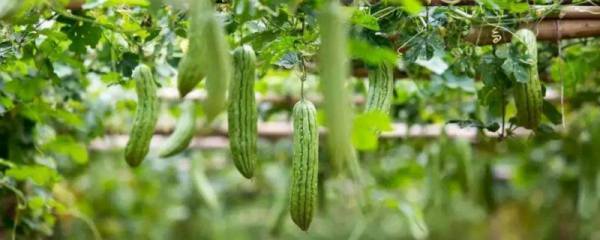 草莓匍匐茎的繁殖要点