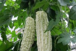 三角梅需要打顶吗，需要/能控制高度促进生长开花