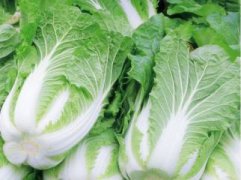 苦丁茶怎么泡：苦丁茶在冲饮时，可单独冲泡也可与其他茶叶、药材混合冲泡