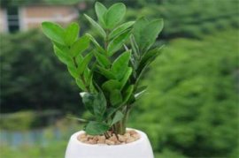 紫薇树种植