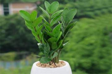 紫薇树种植