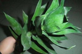 苦丁茶的功效与作用：降三高、增强人体免疫力