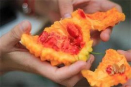 紫藤的种植时间和方法