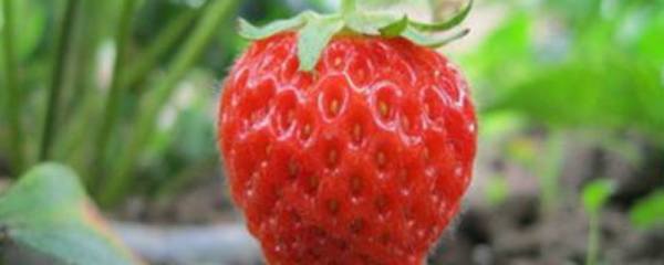 怎样使红果万年青易于挂果