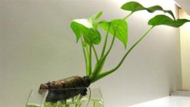 怎样区别红宝石与绿宝石喜林芋