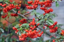 您养过苦丁茶吗