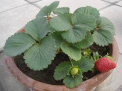 金钱树开花后怎么处理，摘掉残花后浇水施肥好