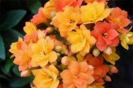 木棉花的作文：200字~1000字作文大全