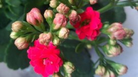 长寿花什么时候开花