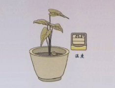 四季令箭荷花能否嫁接在普通令箭荷花上