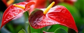 昙花的花语和象征意义