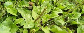 多头观音竹养殖方法，4个步骤让观音竹植株挺拔旺盛