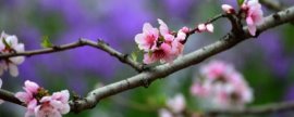 射干价格：一般是29～90元/kg